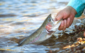 freshly caught rainbow trout being released back into river