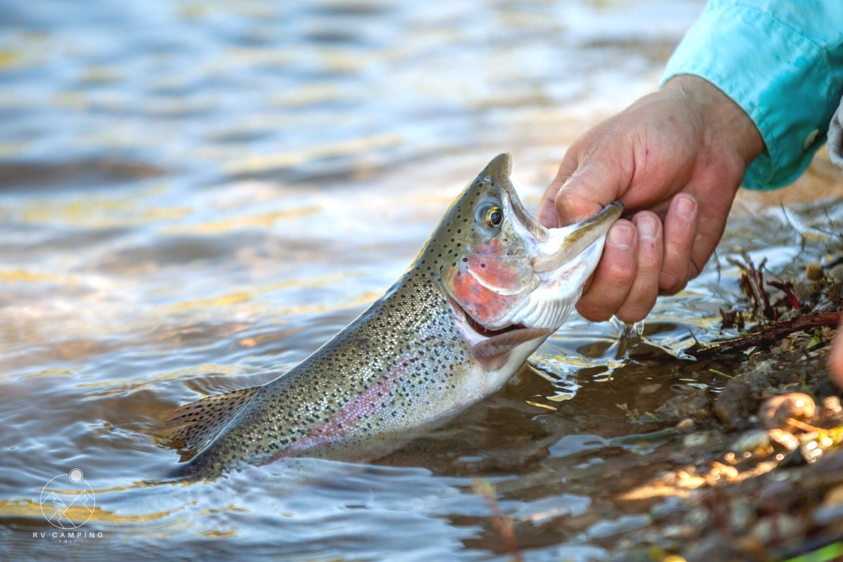 What is Catch and Release Fishing? RV Camping Trip